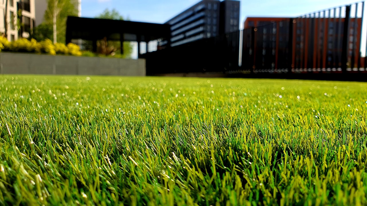 Close-up of freshly laid lawn in the sun